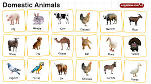 Domestic Animals